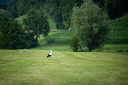 SKOCJAN_JM24_20240708_037_2528